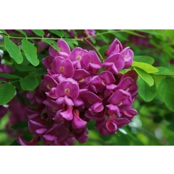 AKACJA ROBINIA na pniu szczepiona miododajna oryginał - sadzonki 140 / 160 cm